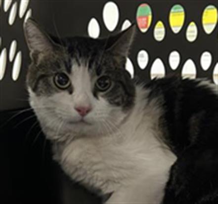 Turbo, Domestic Short Hair (medium coat)