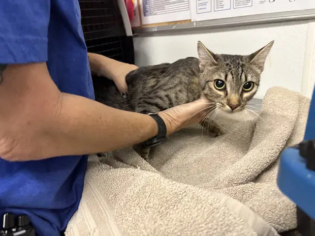 Fera - Domestic Short Hair