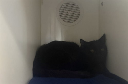 Sara, Domestic Medium Hair (medium coat)