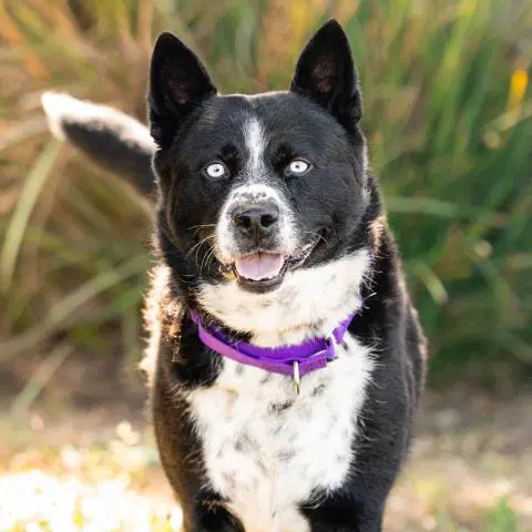 Cowboy - Australian Cattle Dog/Blue Heeler