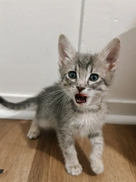 Ethel - Domestic Short Hair