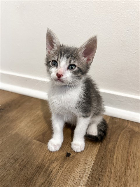 Ricky, Domestic Short Hair (medium coat)