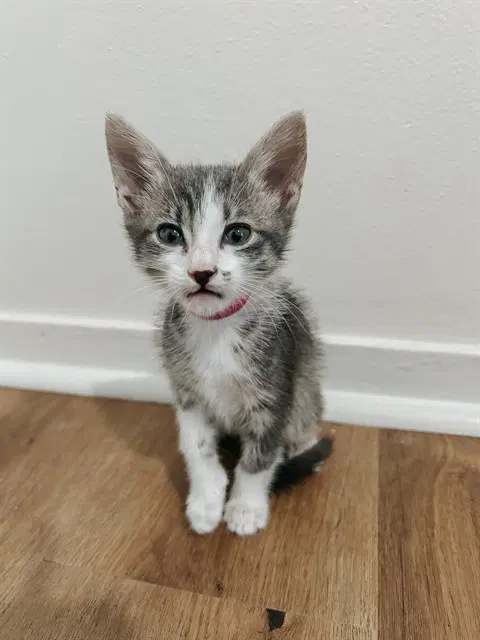 Lucy - Domestic Short Hair