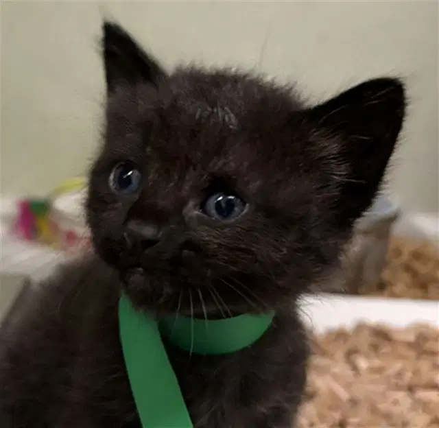 Barnaby - Domestic Medium Hair