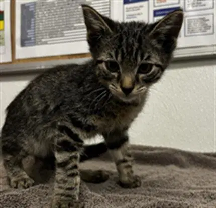Oliver - Domestic Short Hair