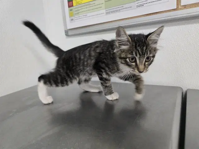 Unknown - Domestic Medium Hair