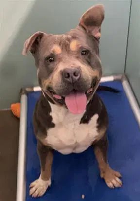 Max - Pit Bull Terrier