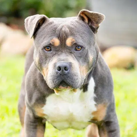 Max - Pit Bull Terrier