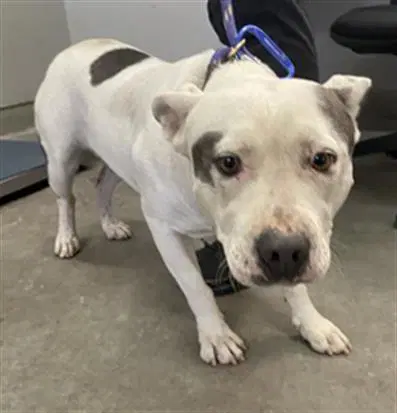 Unknown - Pit Bull Terrier