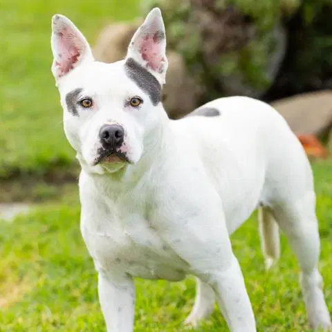 Unknown - Pit Bull Terrier