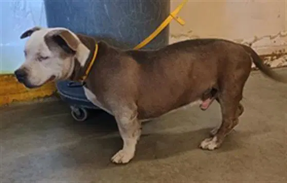 Max - Pit Bull Terrier
