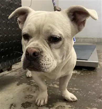 Unknown - Bulldog