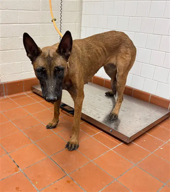 Unknown - Belgian Shepherd Malinois