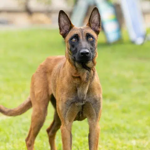 Unknown - Belgian Shepherd Malinois