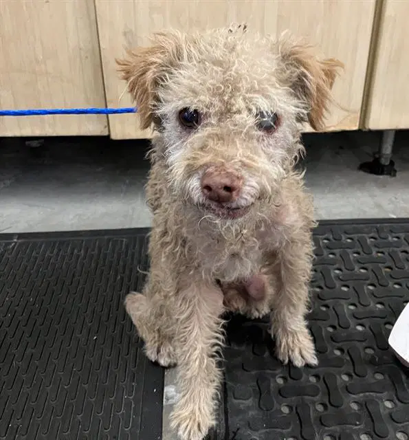 Unknown - Poodle (Miniature)