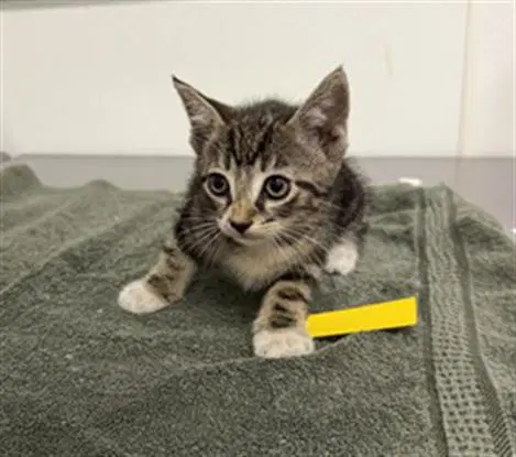 Unknown - Domestic Short Hair