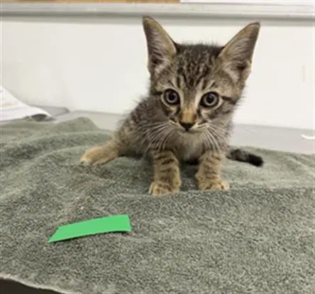 Unknown - Domestic Short Hair