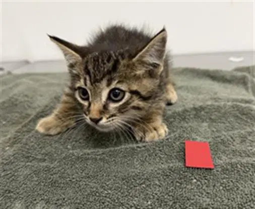 Unknown - Domestic Short Hair