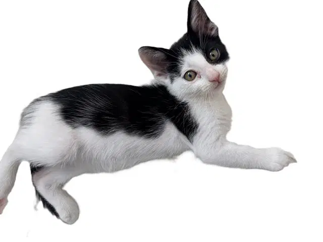 Phantom - Domestic Short Hair