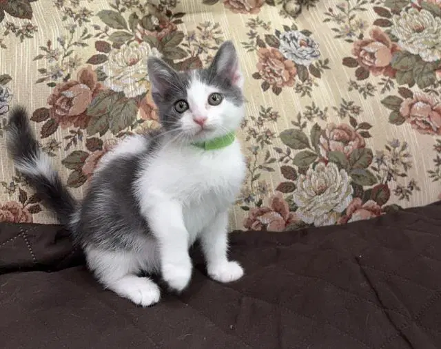 Daisy - Domestic Short Hair