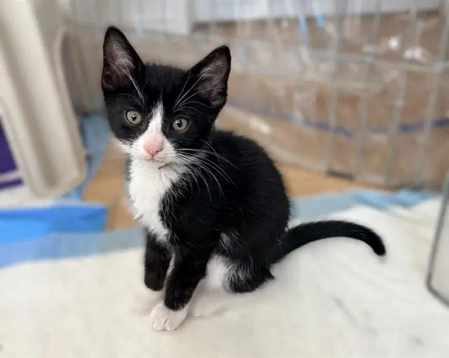 Tex - Domestic Short Hair