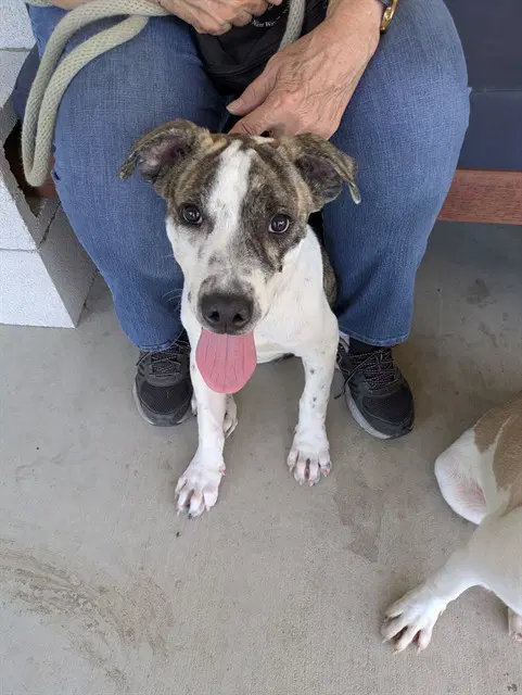 Boba - Pit Bull Terrier