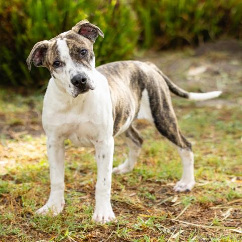 Boba, Pit Bull Terrier / Mixed (medium coat)