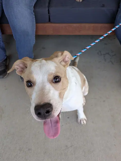 Chai - Pit Bull Terrier