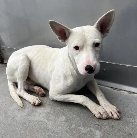 Unknown - Australian Cattle Dog/Blue Heeler
