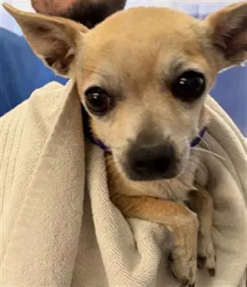 Unknown - Chihuahua