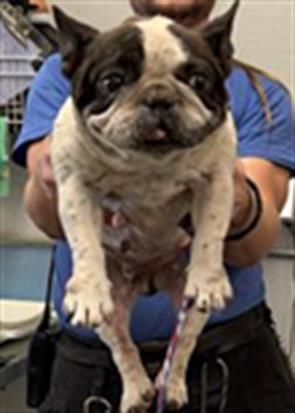 Mimi, French Bulldog (medium coat)