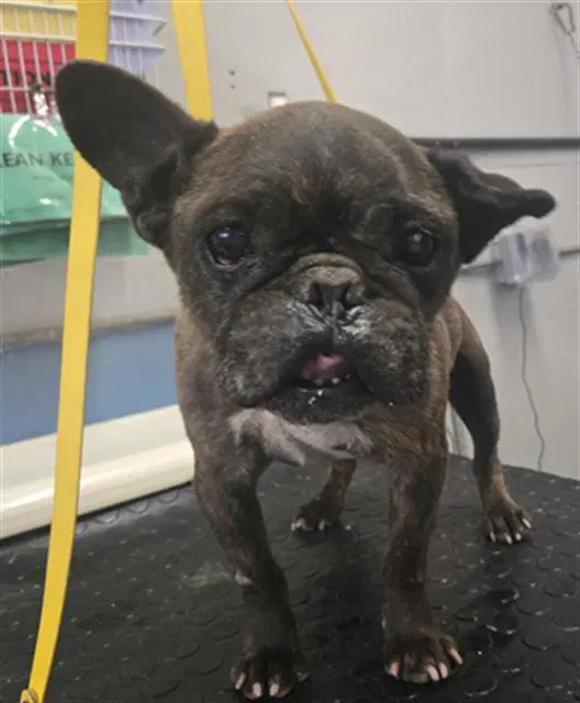 Buster - French Bulldog