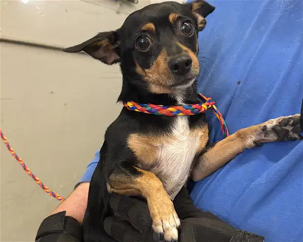 Malibu - Chihuahua