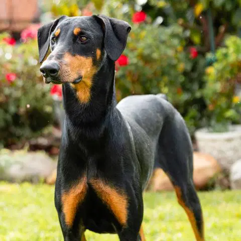 Unknown - Doberman Pinscher