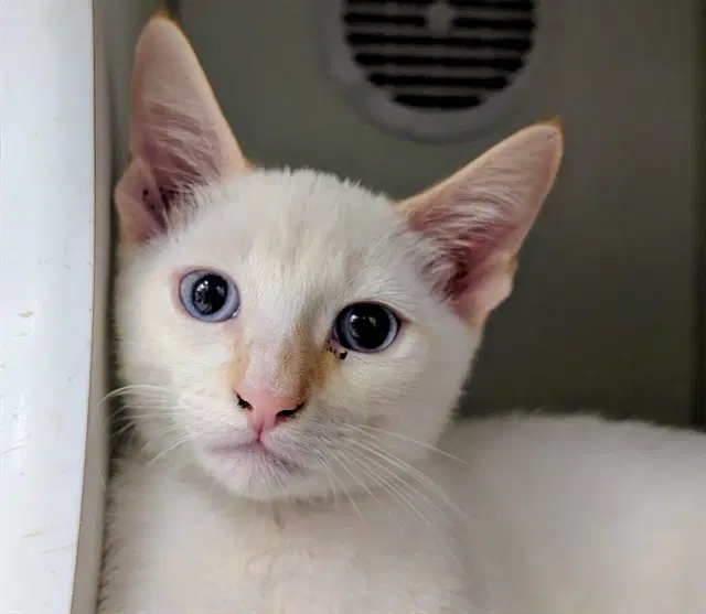 Unknown - Domestic Short Hair