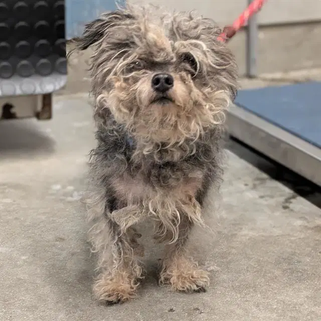 George - Maltese