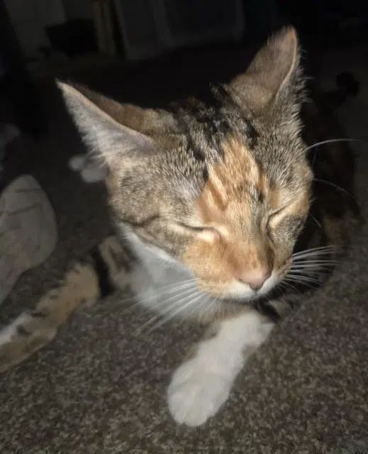 Rocket - Domestic Medium Hair