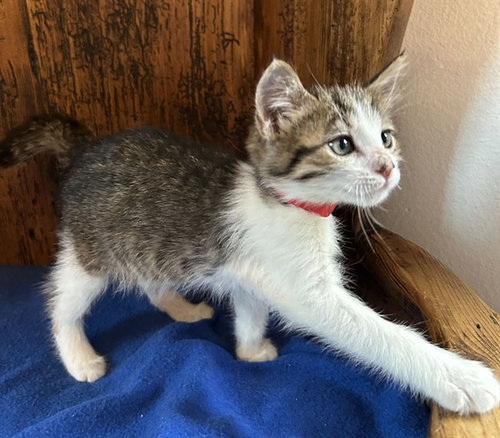 Reddy, Domestic Short Hair (medium coat)