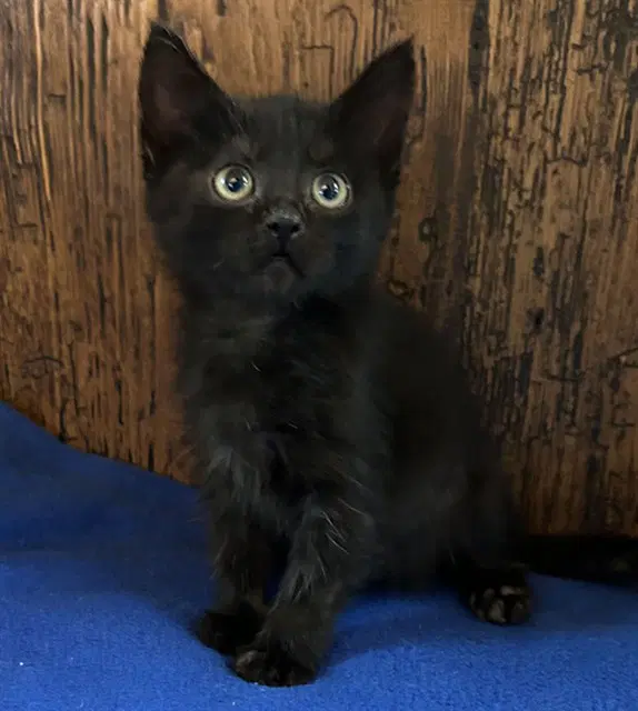 Midnight - Domestic Short Hair