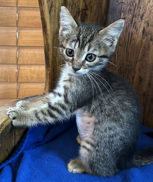 Gretchen, Domestic Short Hair (medium coat)