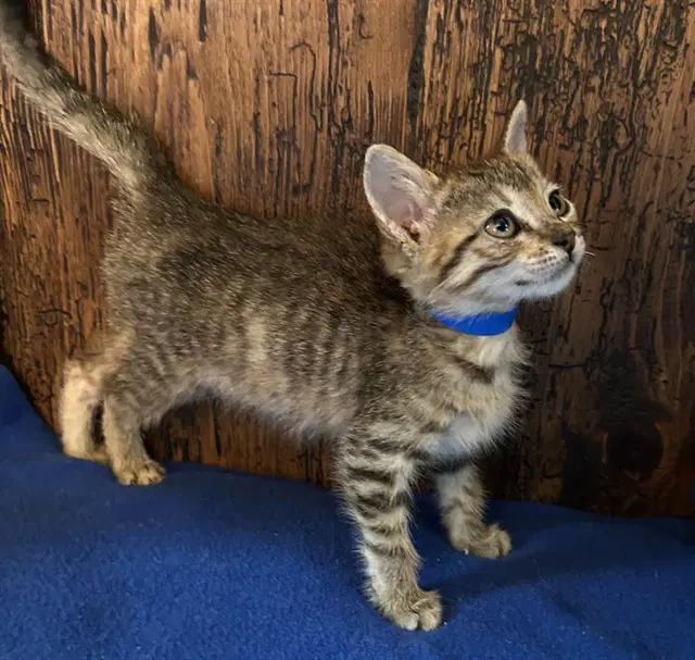 Tiger - Domestic Short Hair