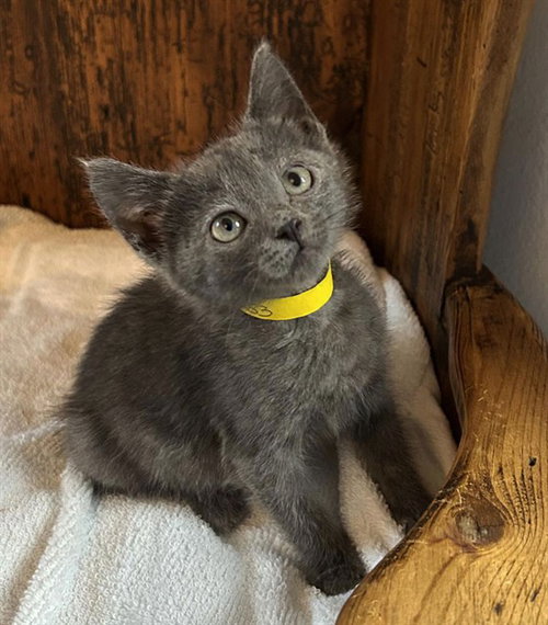 Smokey, Domestic Short Hair (medium coat)