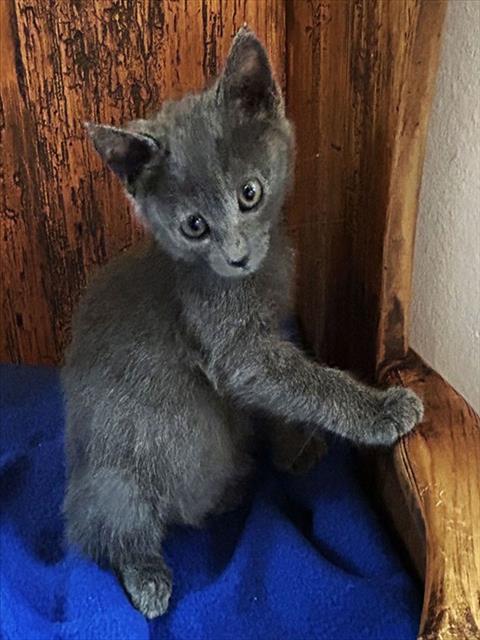Stormy, Domestic Short Hair (medium coat)