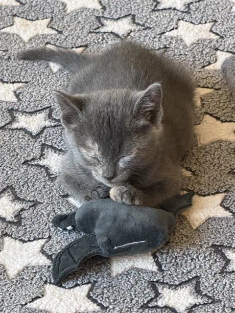Athena - Domestic Short Hair