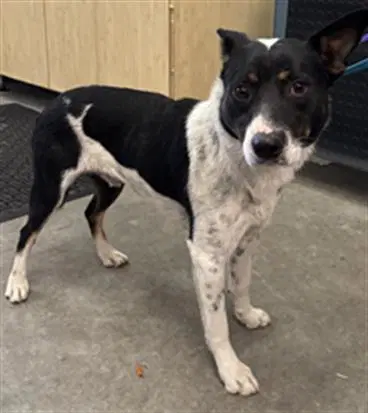 Angus - Australian Cattle Dog/Blue Heeler