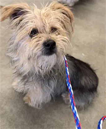 Jojo - Yorkshire Terrier Yorkie