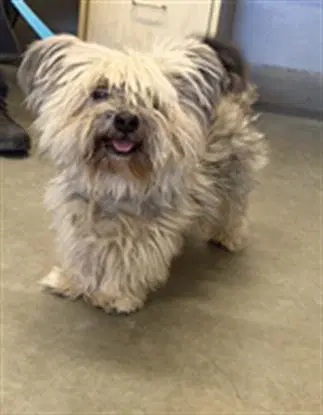 Bobo - Yorkshire Terrier Yorkie