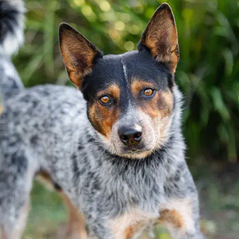 Houston - Australian Cattle Dog/Blue Heeler