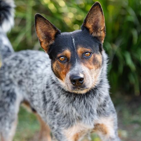 Houston, Australian Cattle Dog/Blue Heeler (medium coat)