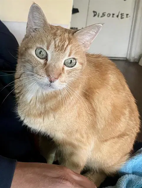 Gizmo - Domestic Short Hair